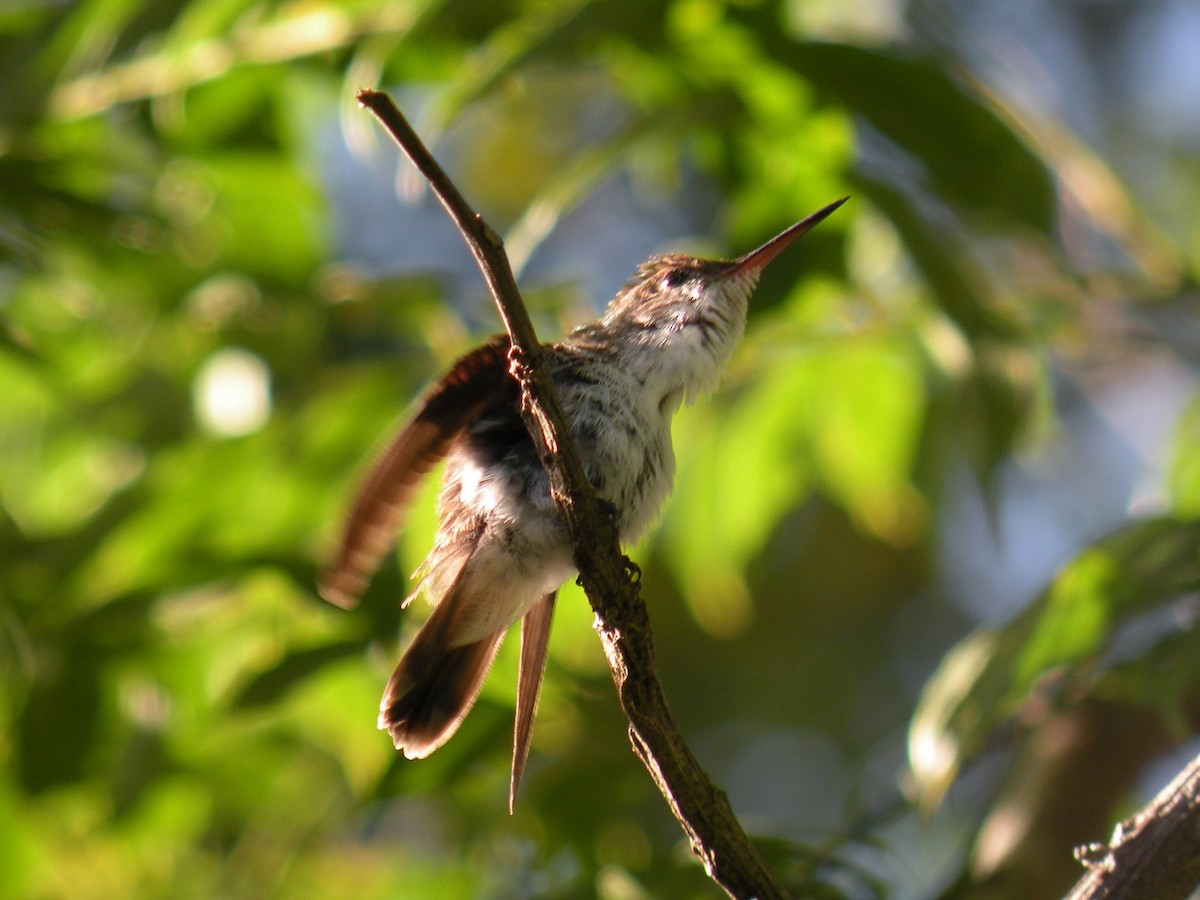 White-bellied Emerald - ML240734041