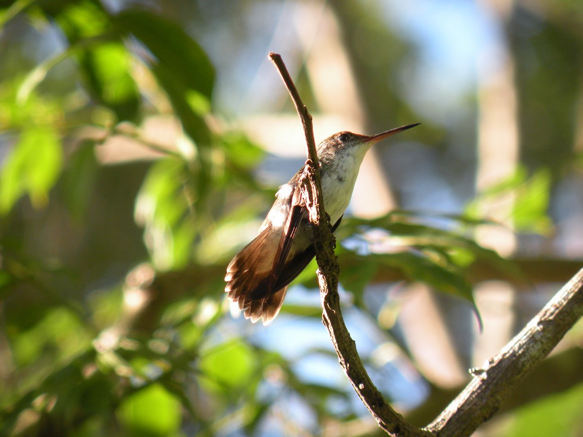 White-bellied Emerald - ML240734051