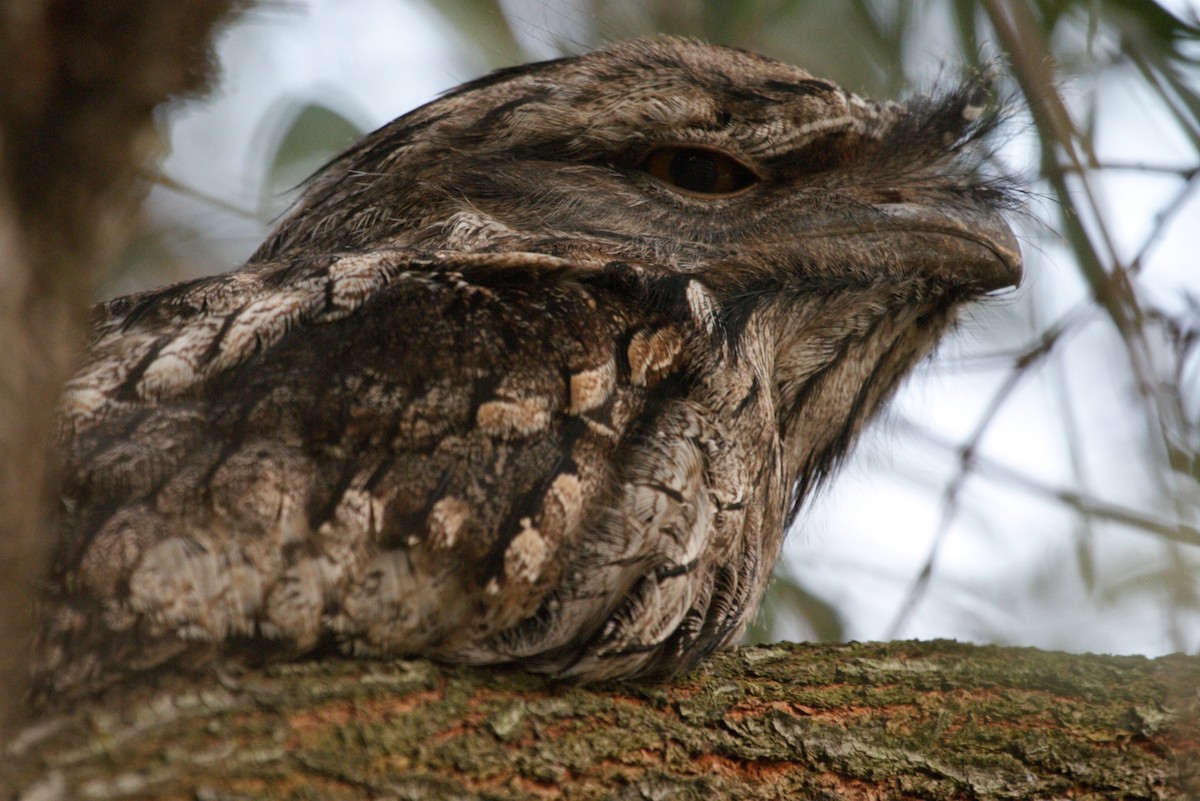 Tawny Frogmouth - ML240734671