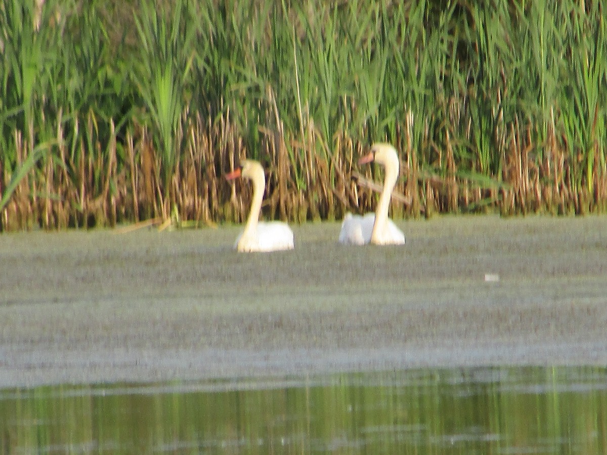 Mute Swan - ML240737001