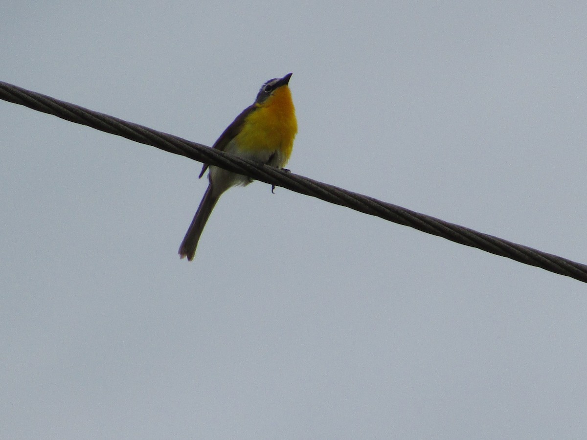 Yellow-breasted Chat - ML240737101