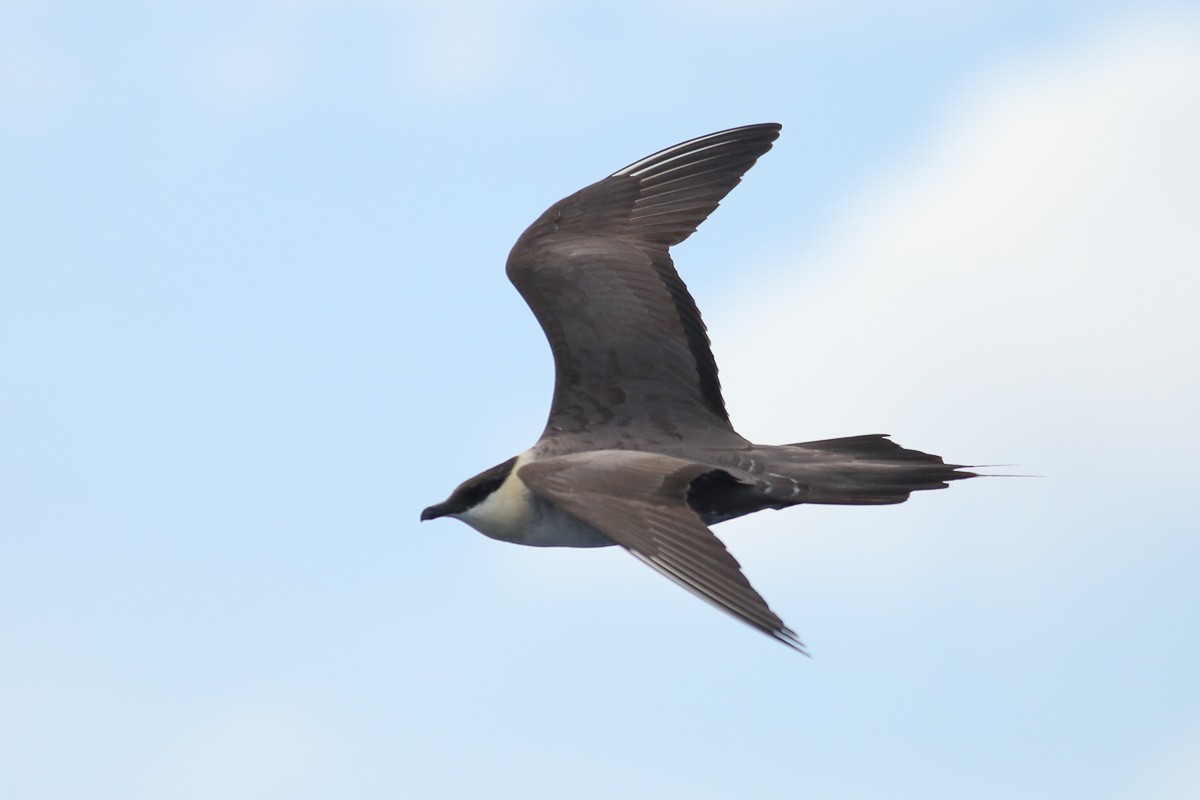 Long-tailed Jaeger - Kate Sutherland