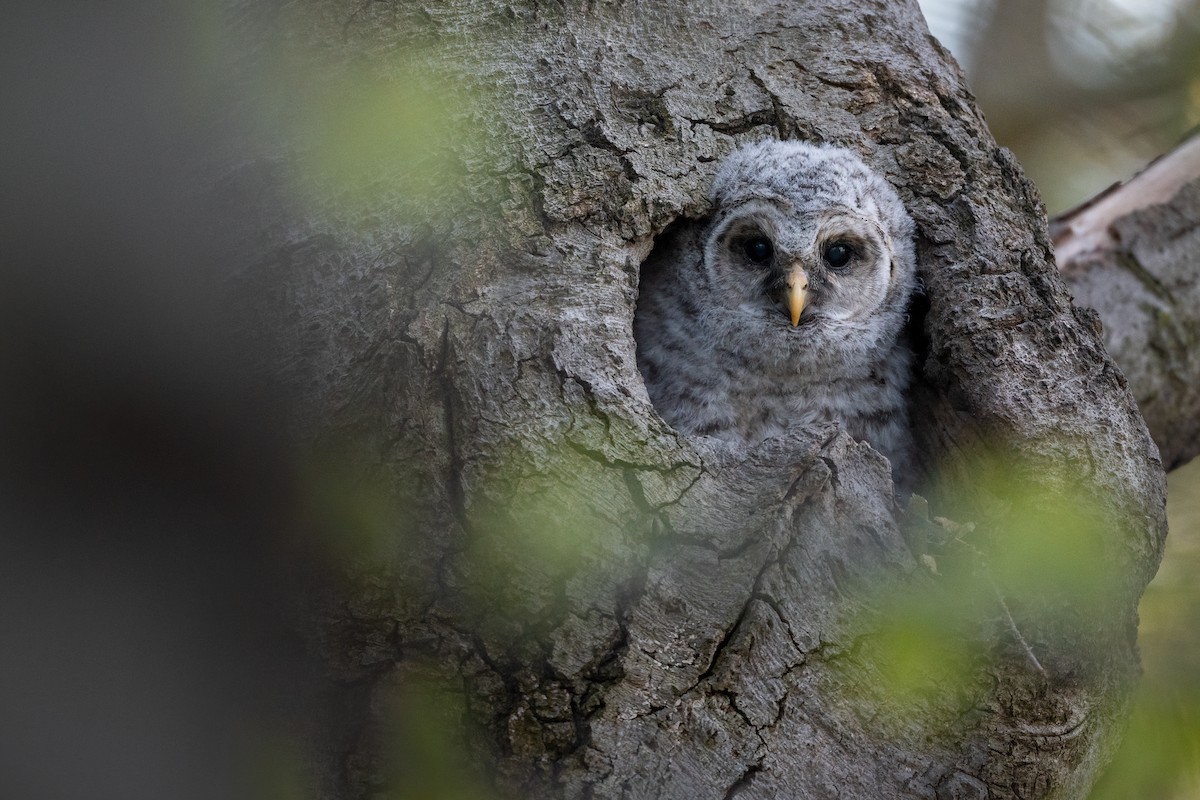 Barred Owl - ML240738501