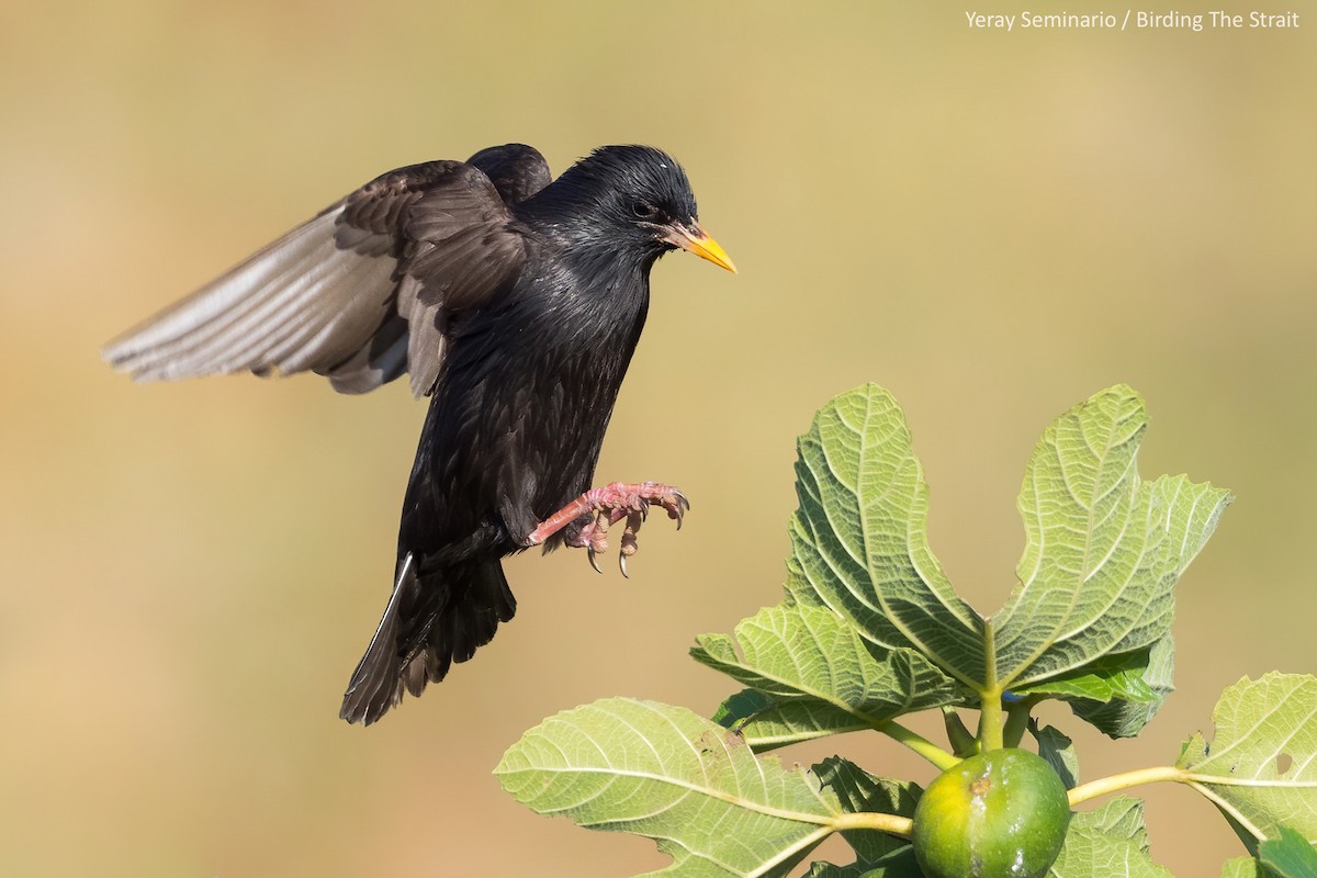 Spotless Starling - ML240738531