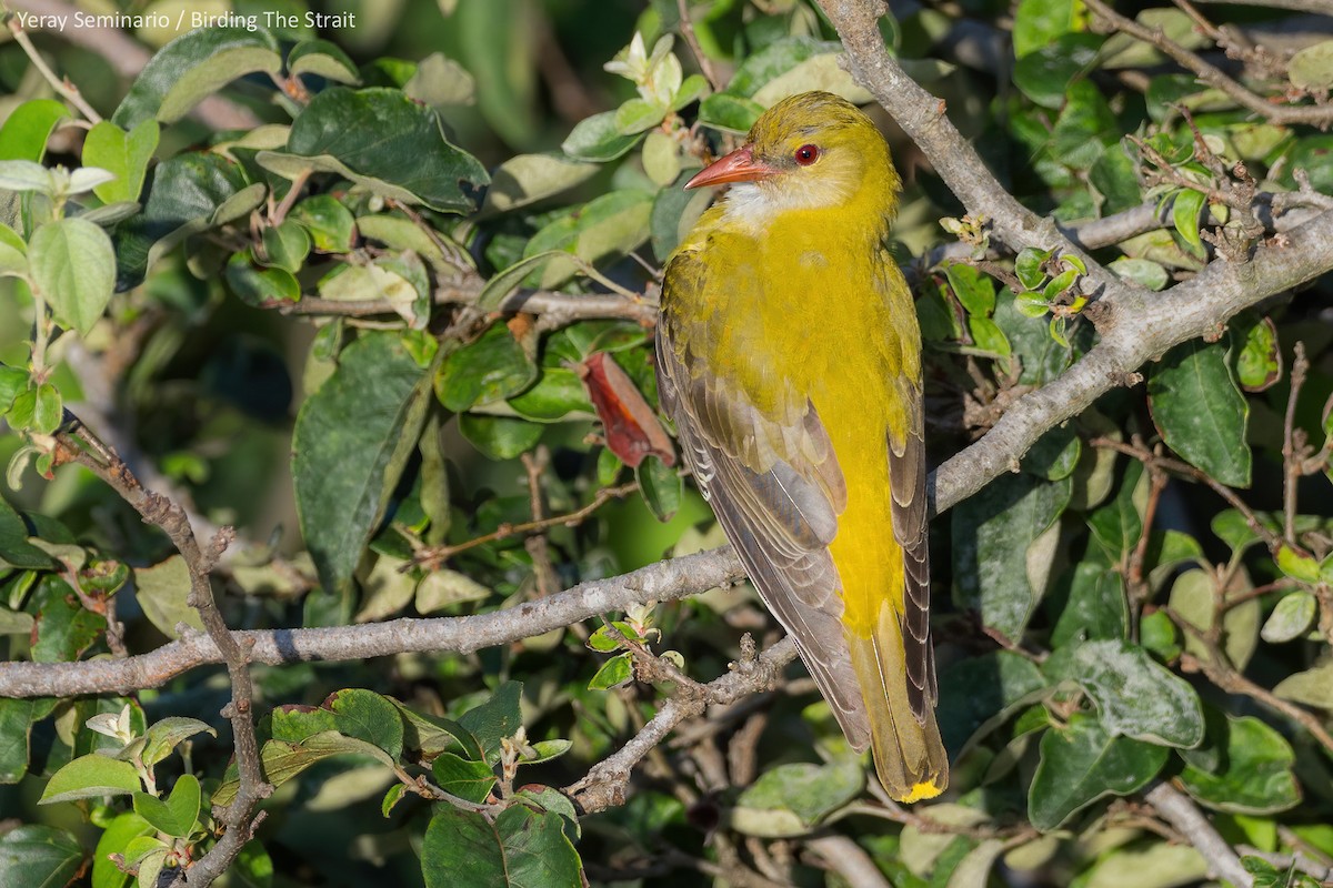 Eurasian Golden Oriole - ML240738561