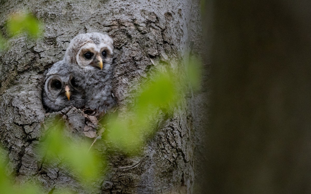 Barred Owl - ML240738581