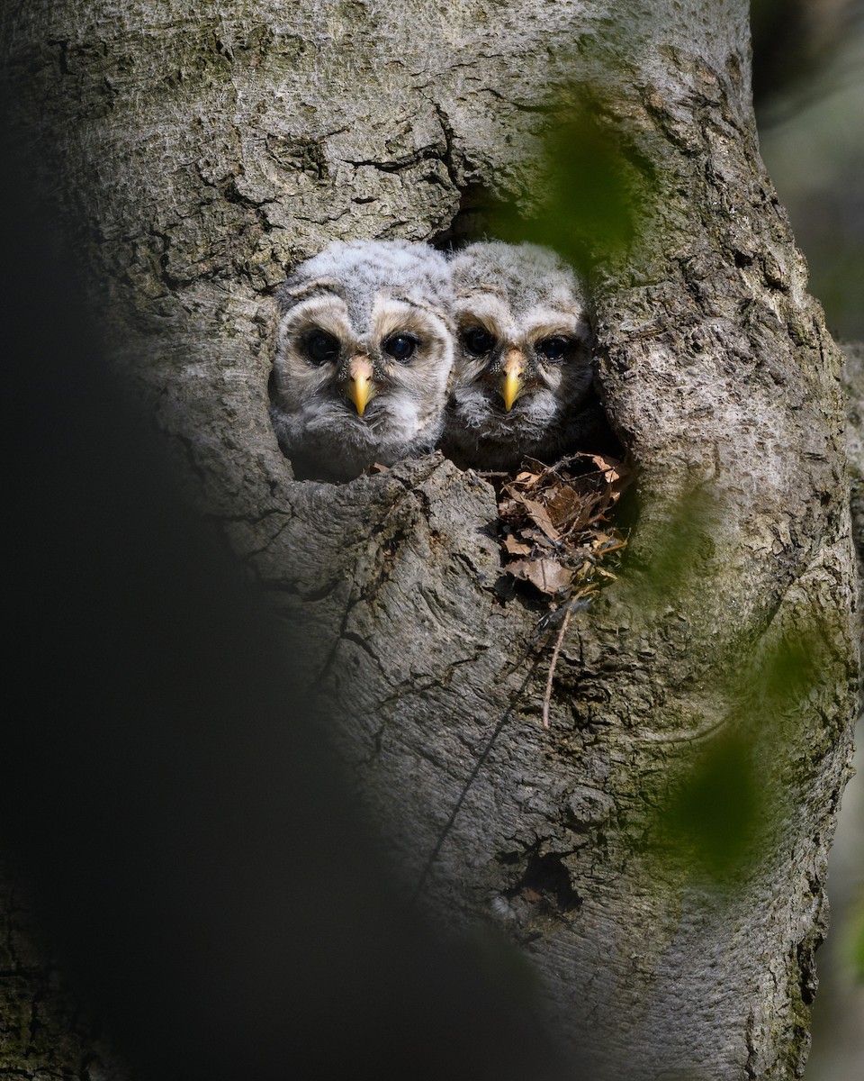 Barred Owl - Kyle Tansley