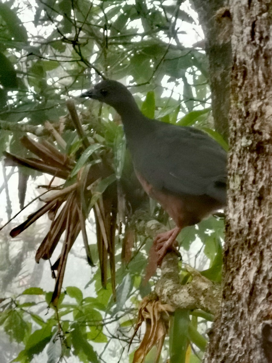 Sickle-winged Guan - Teresita Varon