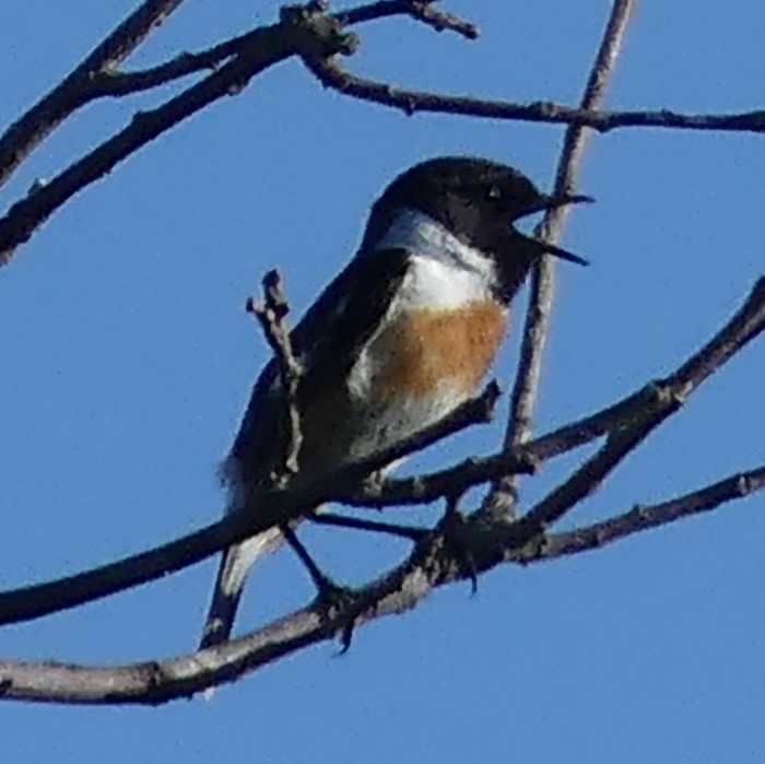 European Stonechat - ML240740451