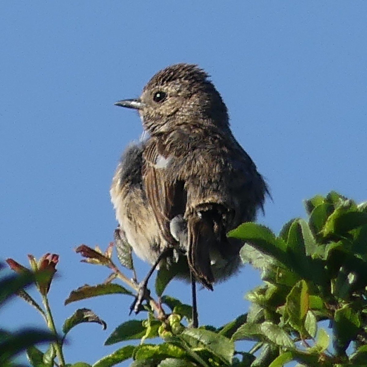 European Stonechat - ML240740461
