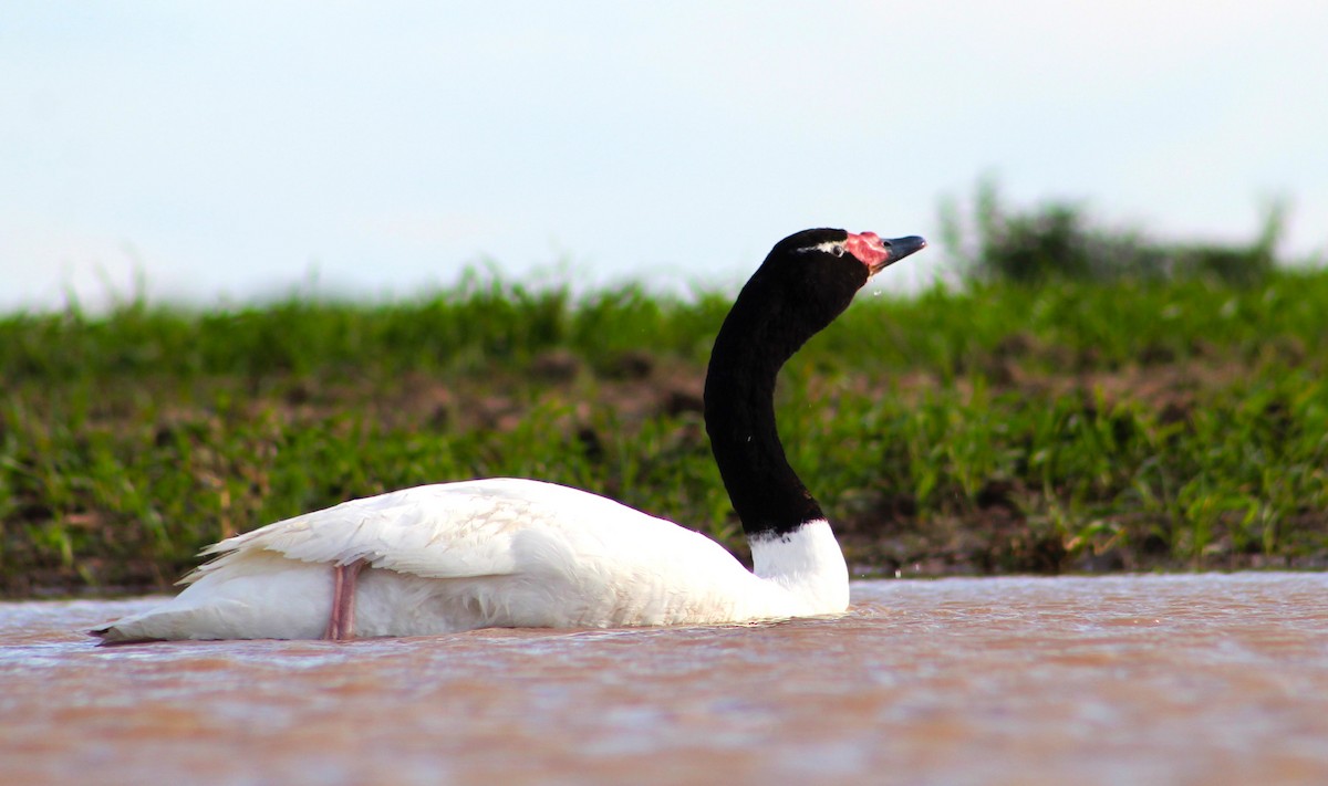 Cygne à cou noir - ML240740781