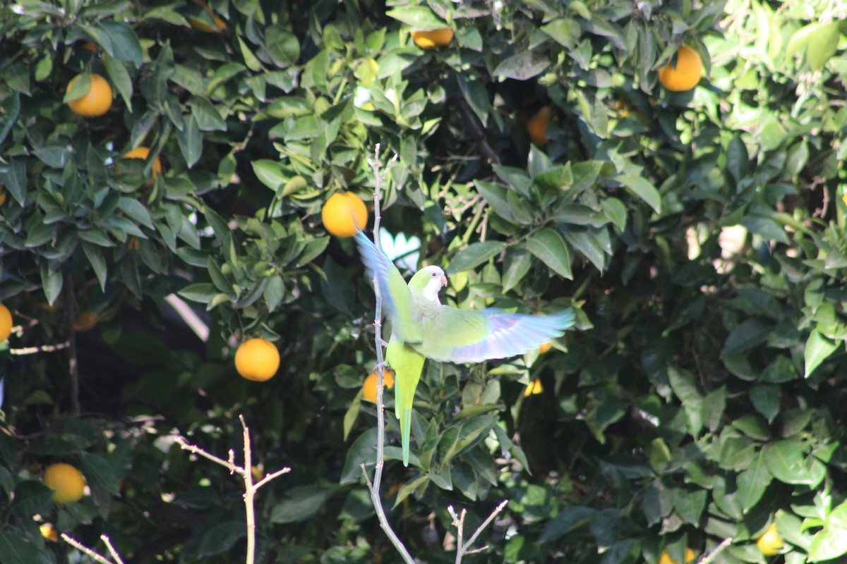 Monk Parakeet - ML240741021