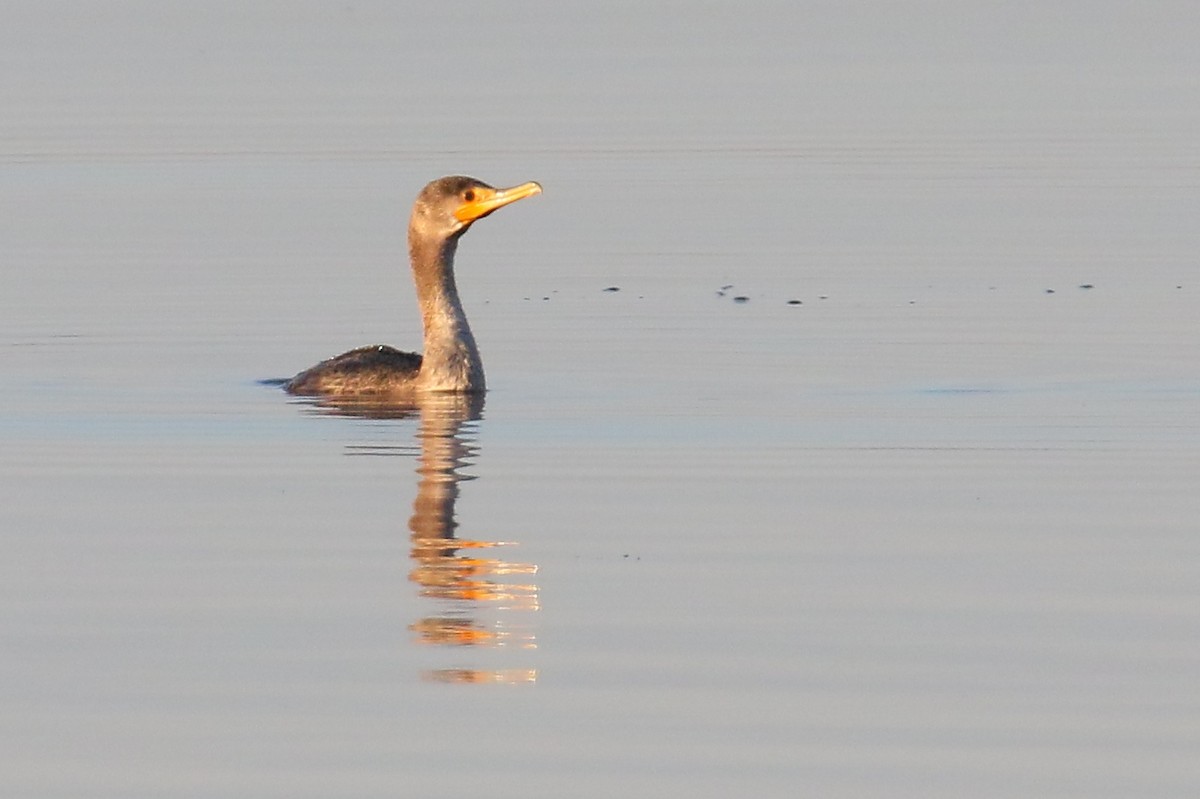 Double-crested Cormorant - ML24074191