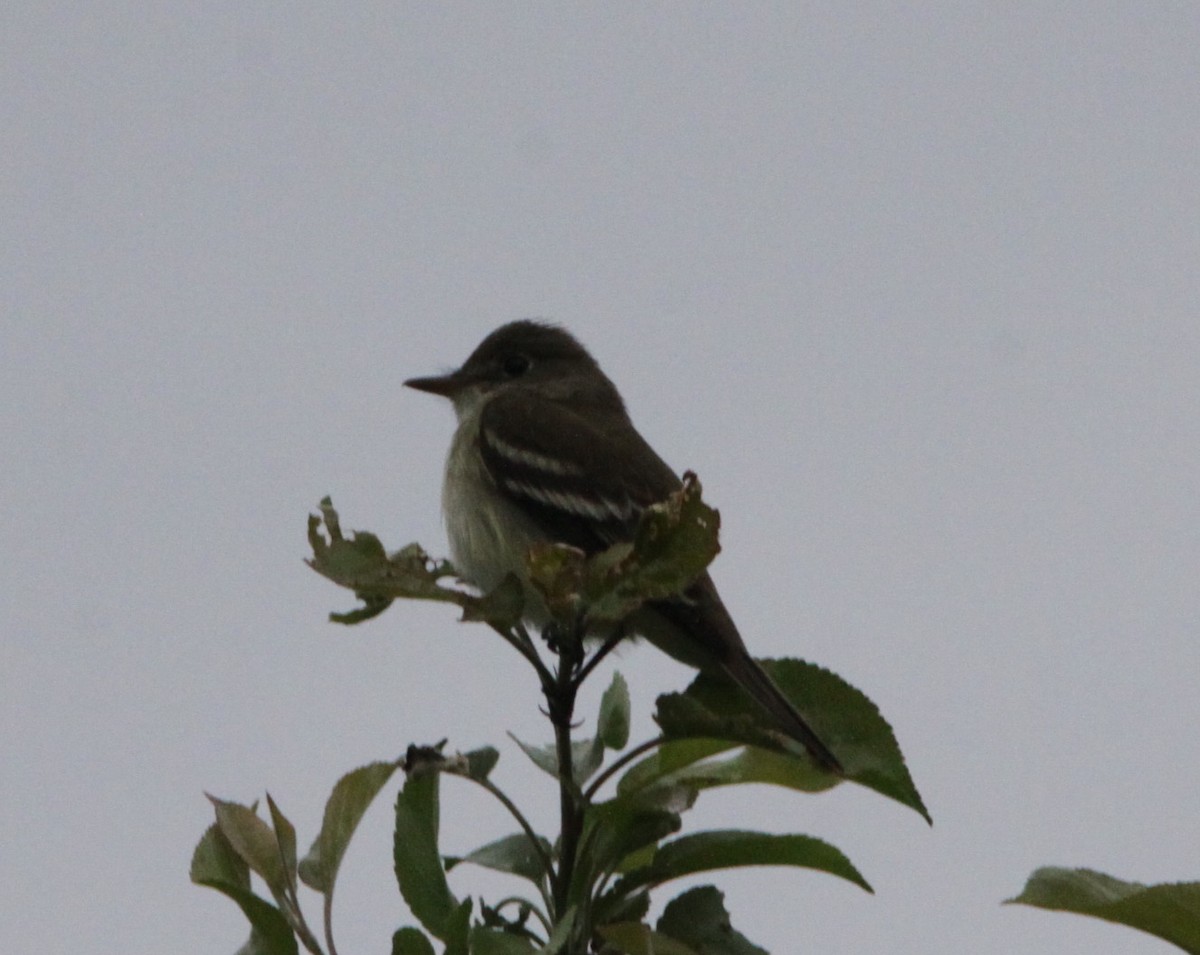 Willow Flycatcher - Alain Sheinck