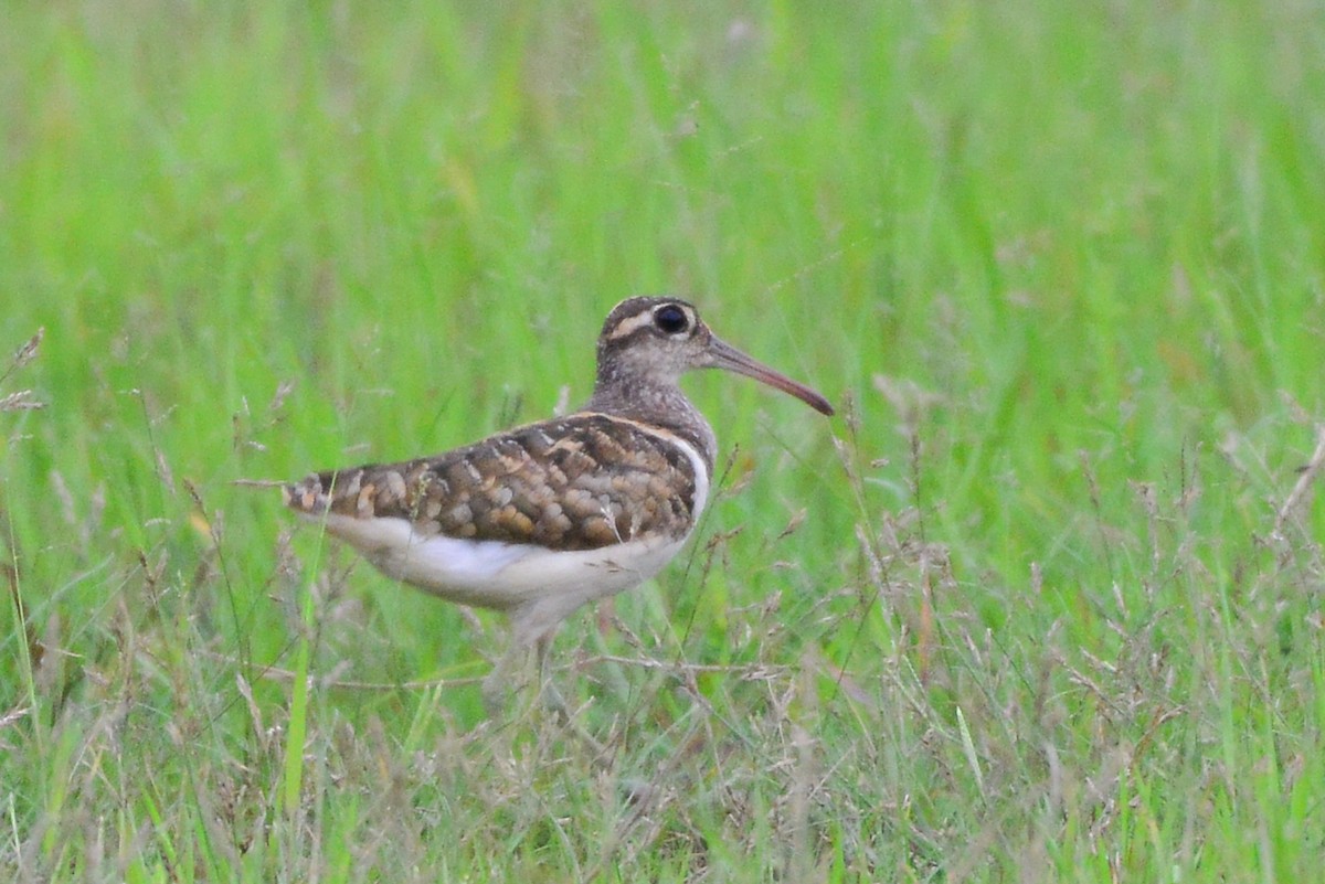 Greater Painted-Snipe - Harn Sheng Khor