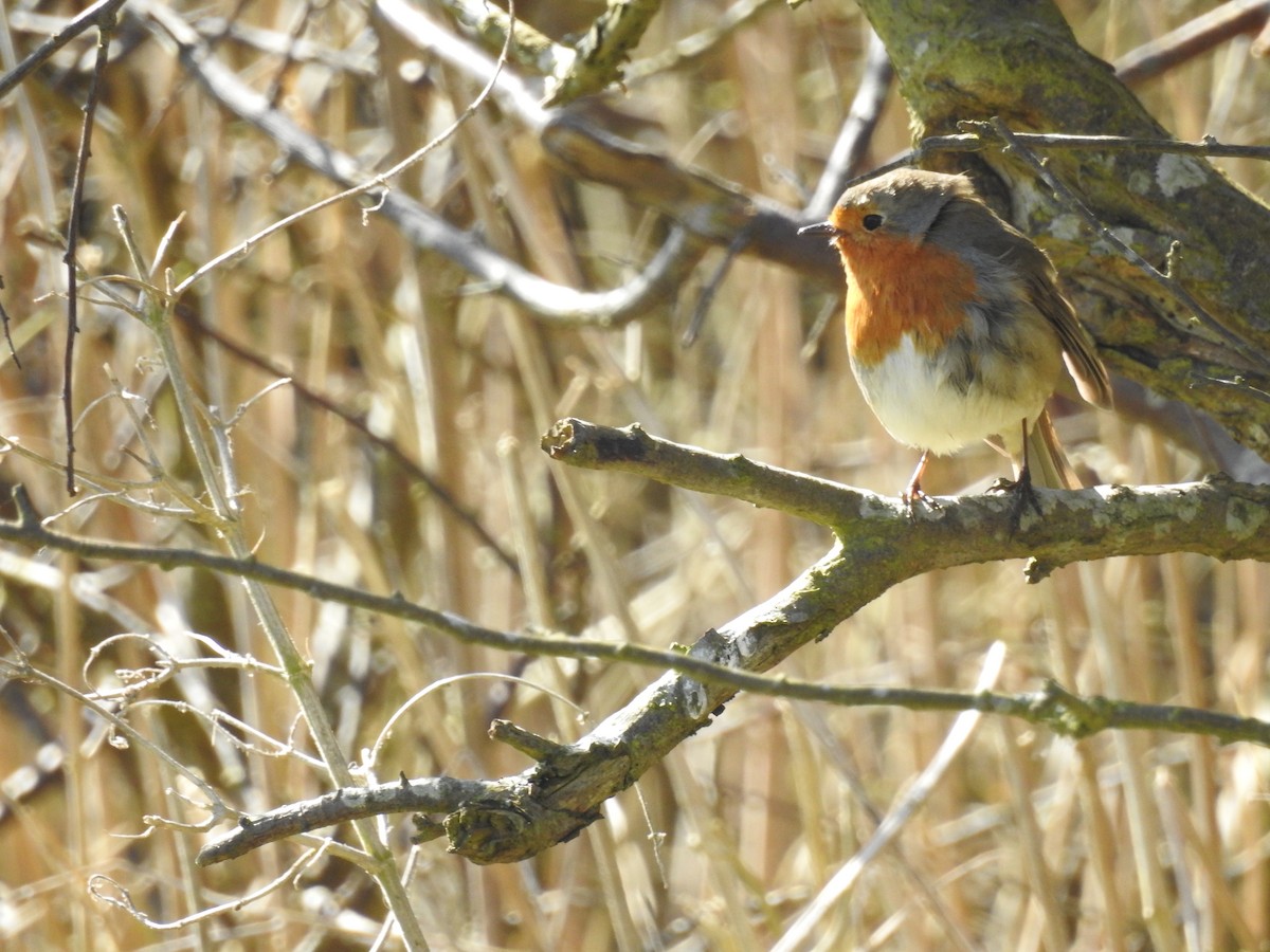 European Robin - ML240743721