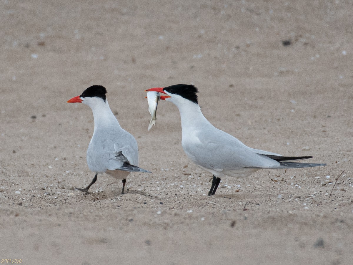 Caspian Tern - ML240743821