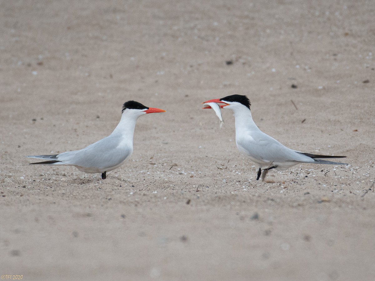 Caspian Tern - ML240743871