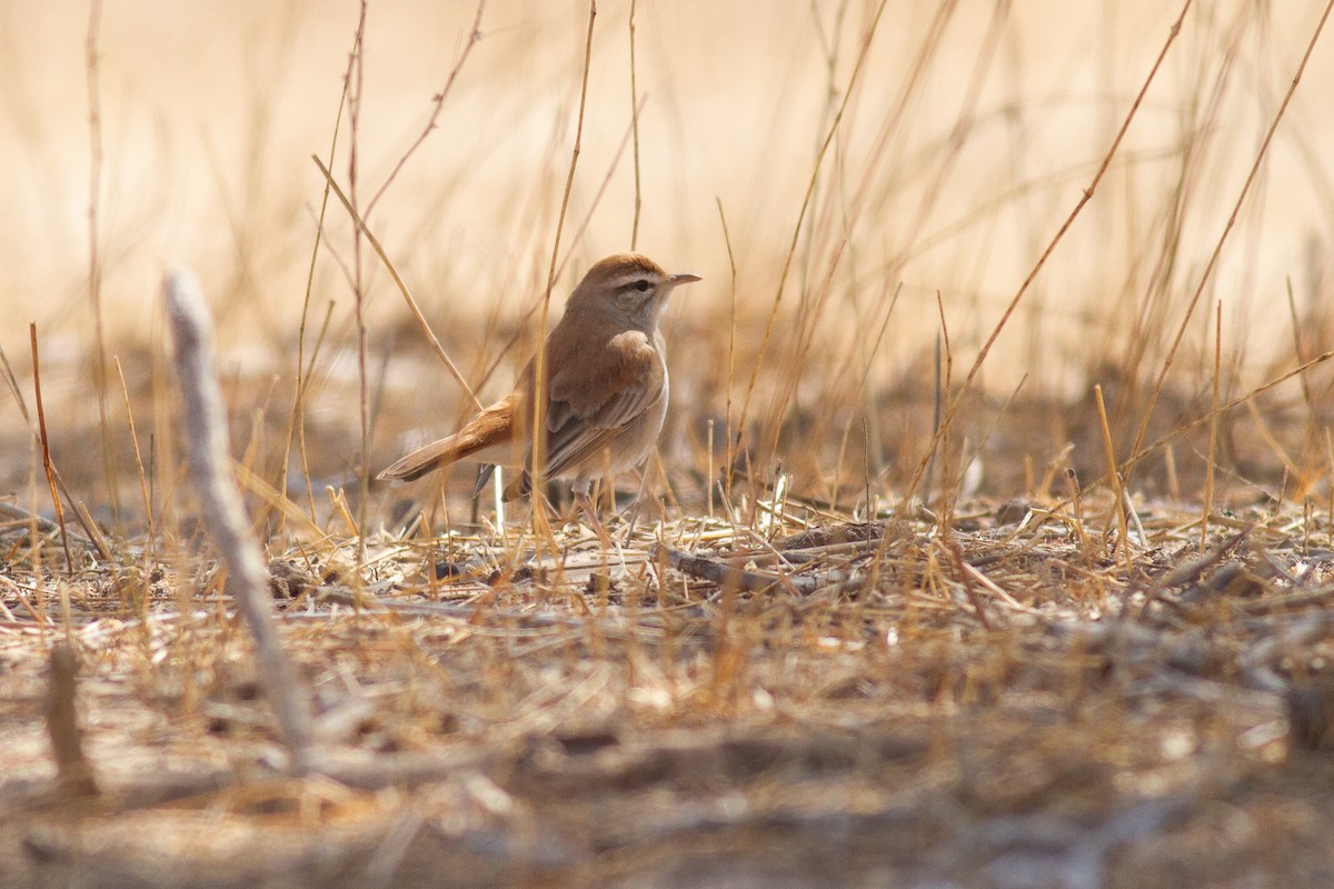 Rufous-tailed Scrub-Robin (African) - Frédéric Bacuez