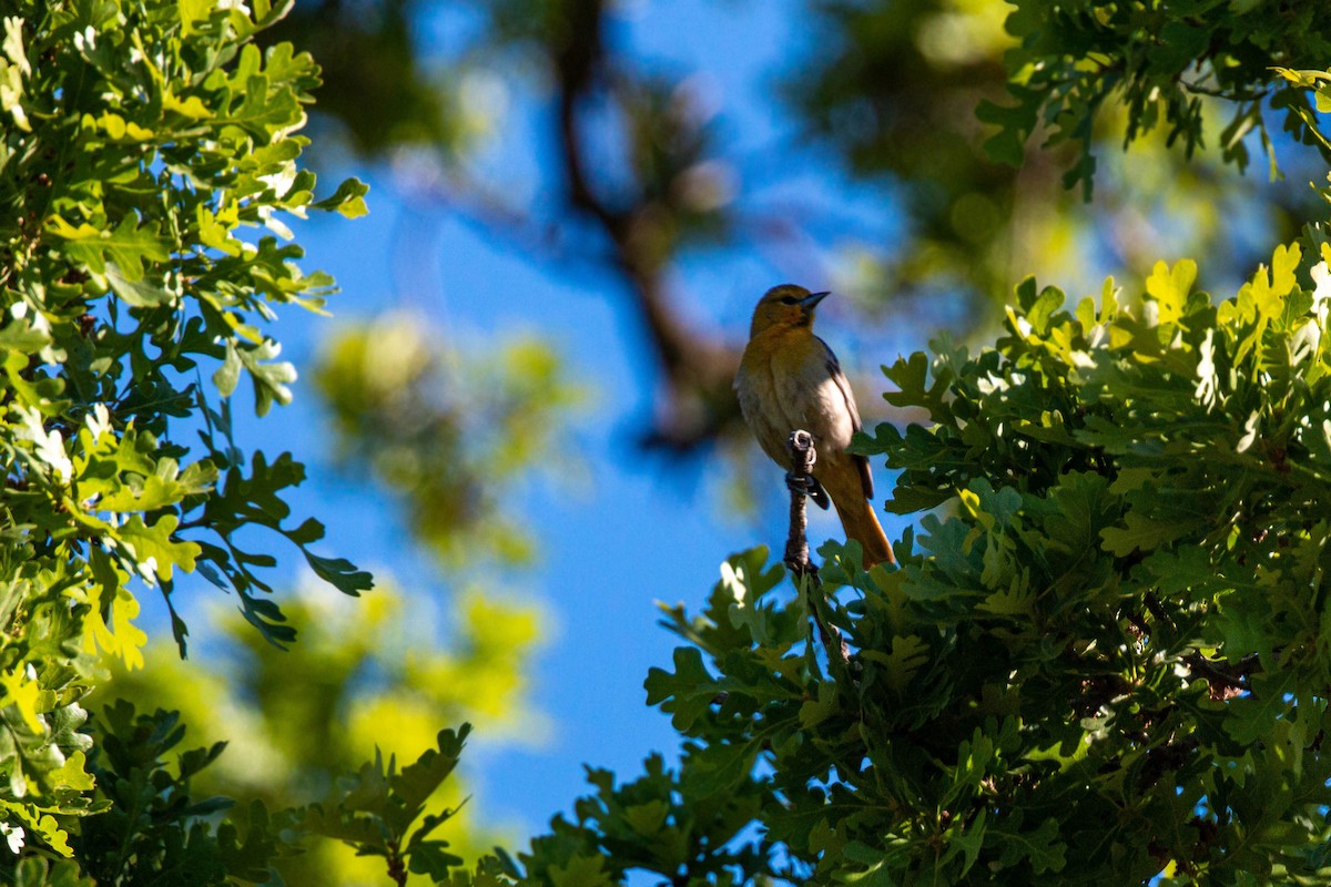 Oriole de Bullock - ML240746061