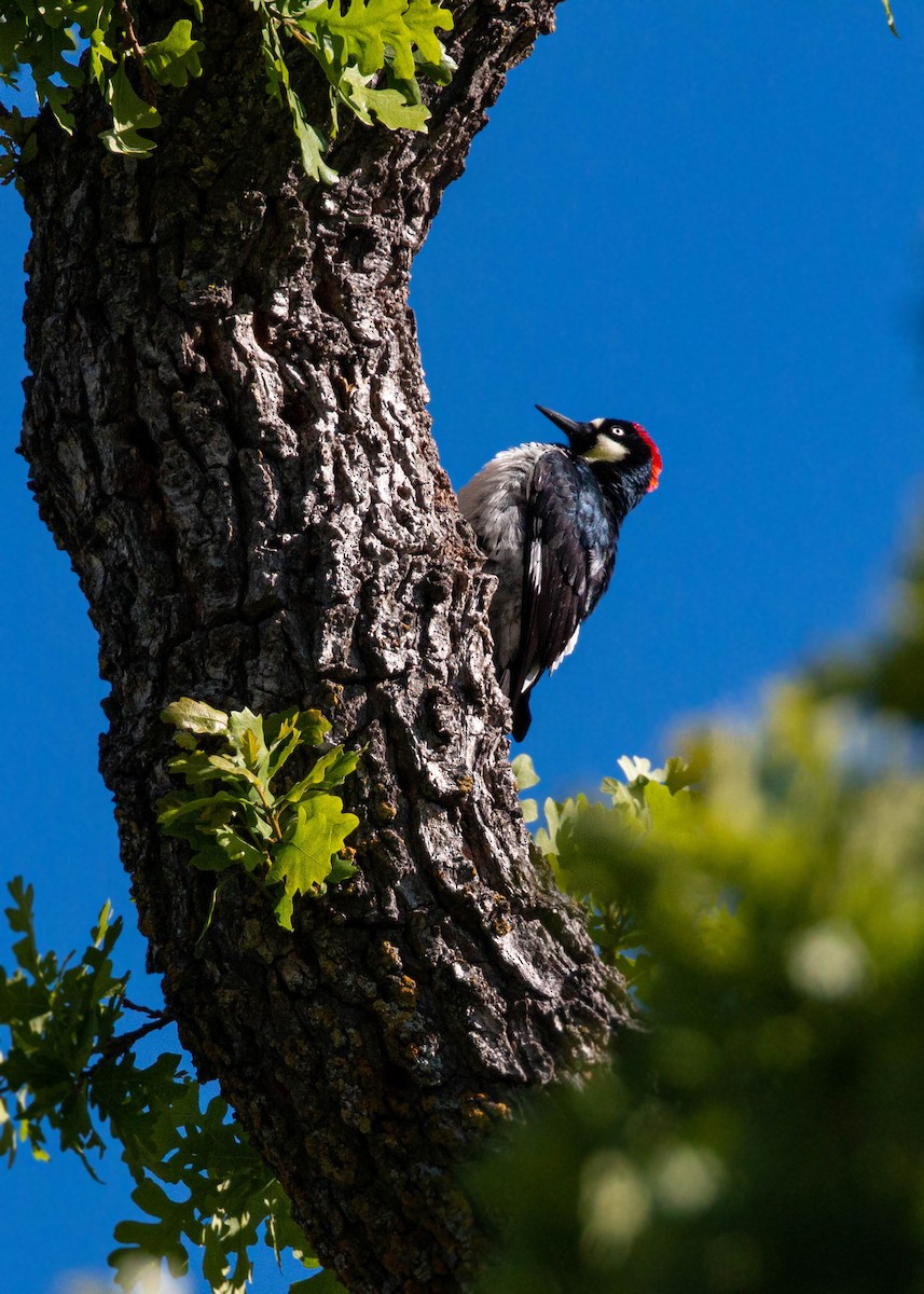 Acorn Woodpecker - William Clark