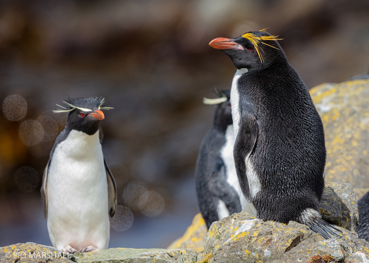 Macaroni Penguin - Pio Marshall