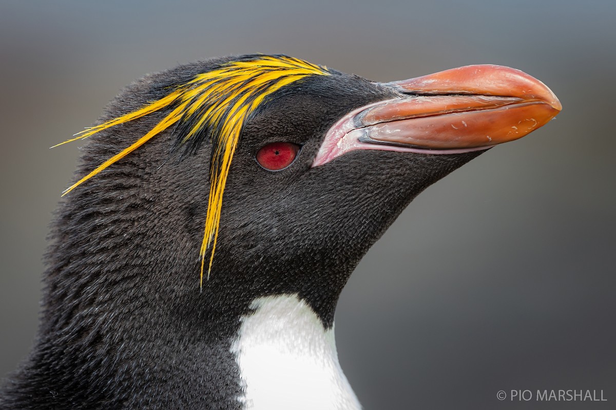 Macaroni Penguin - Pio Marshall