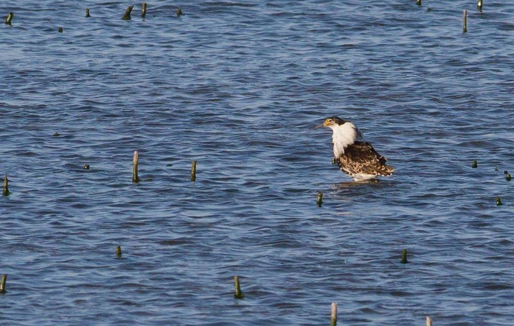 Ноцоо элсэг - ML240747751