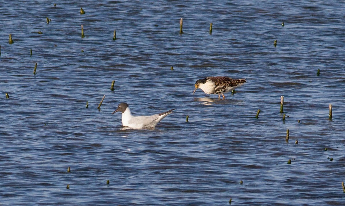 Ноцоо элсэг - ML240747761