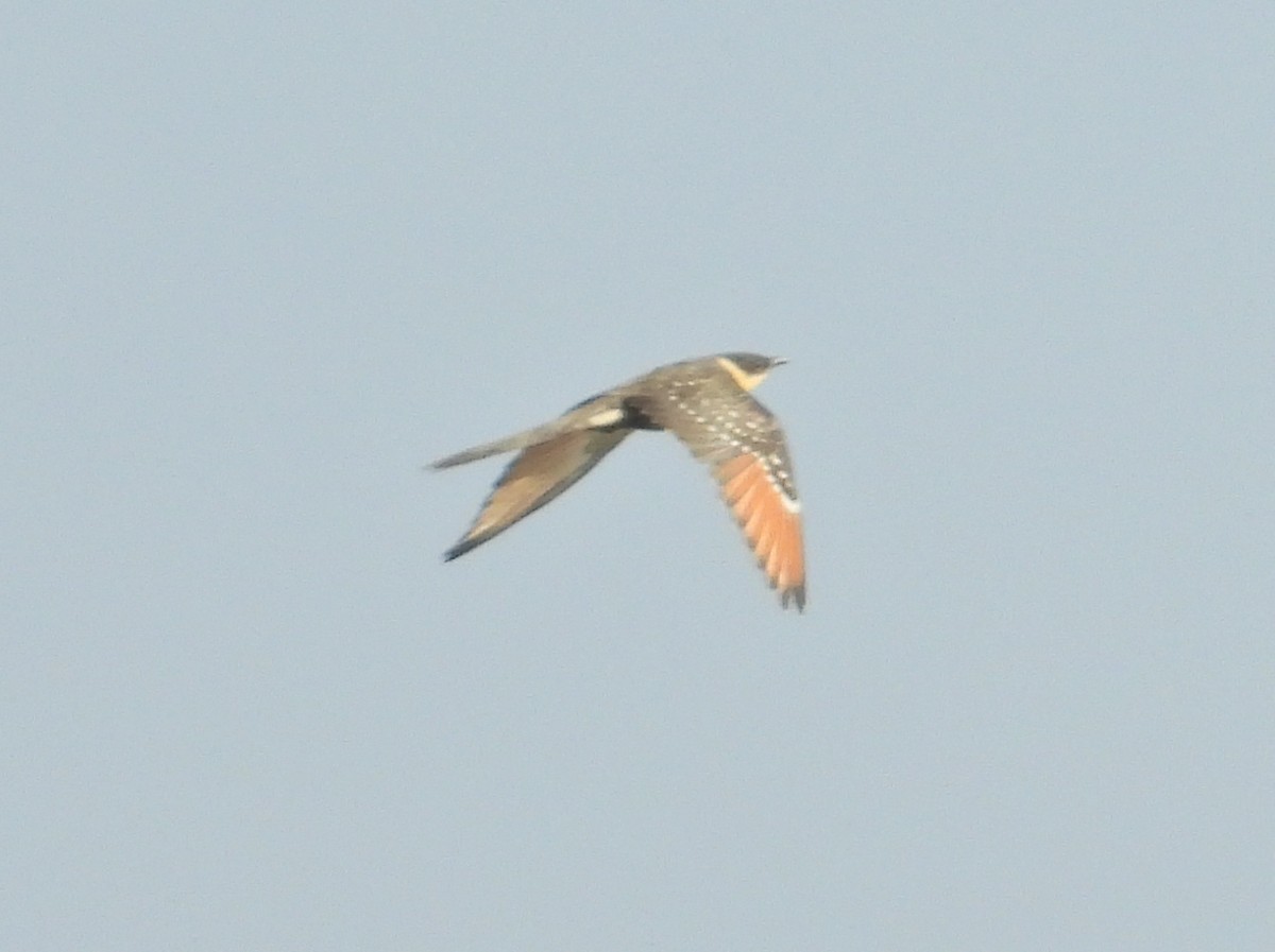 Great Spotted Cuckoo - Marcio Cachapela
