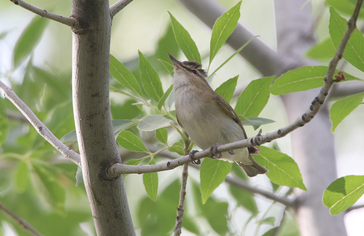 Red-eyed Vireo - ML240750051