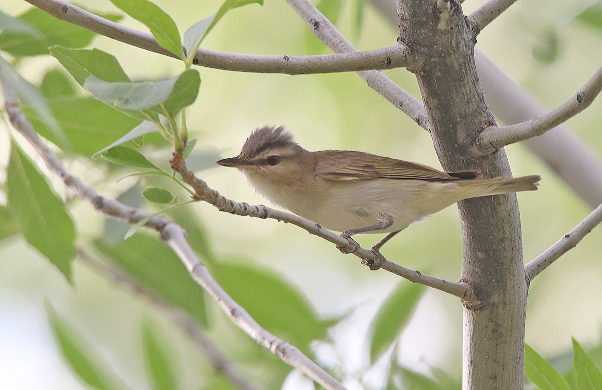 Red-eyed Vireo - ML240750061