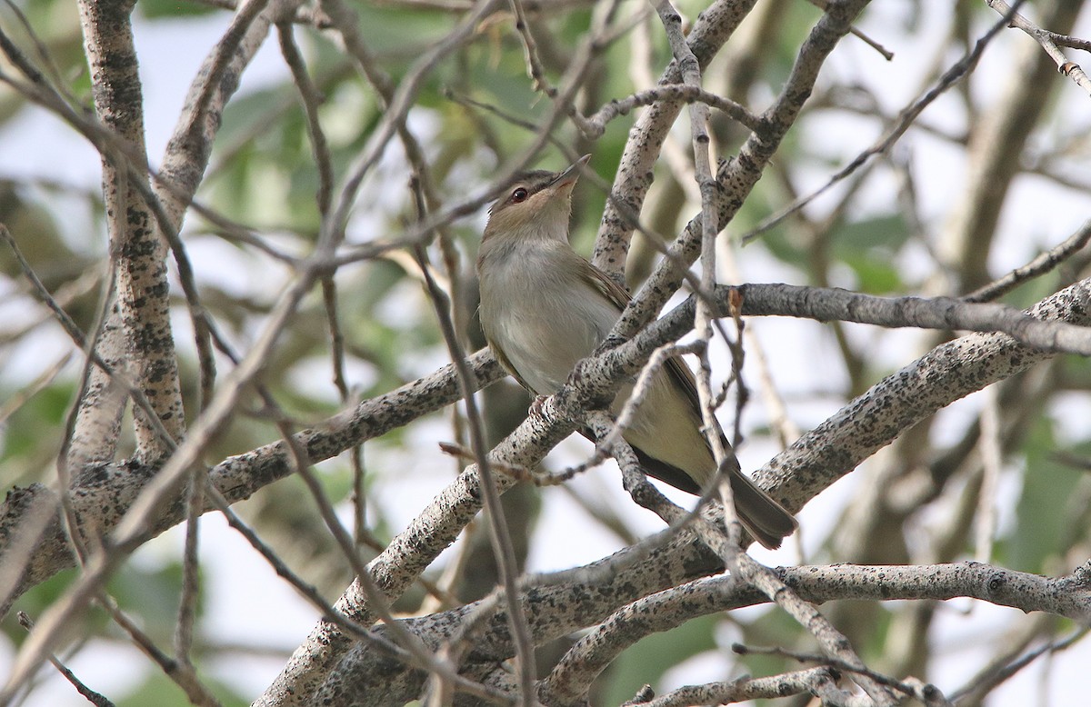 Kızıl Gözlü Vireo - ML240750071