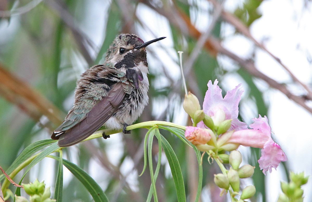 Colibri de Costa - ML240750641