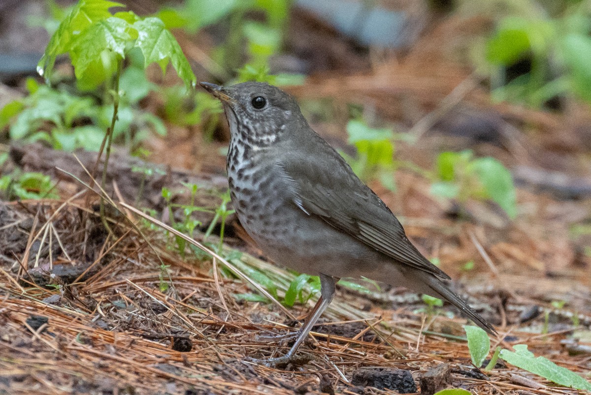 Gray-cheeked Thrush - ML240753441