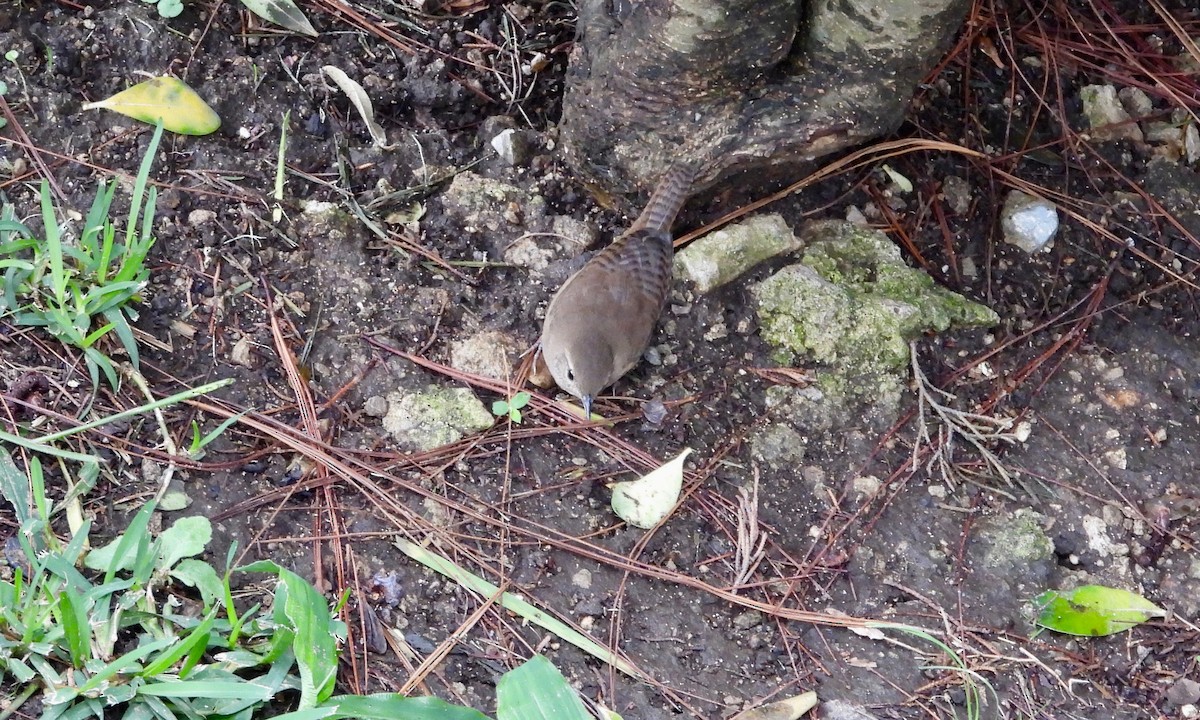 House Wren (Southern) - ML240753621