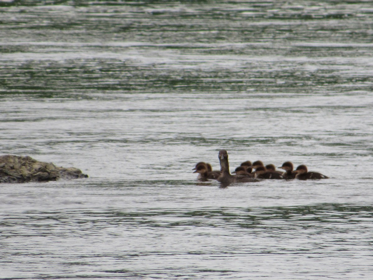 Hooded Merganser - ML240755101