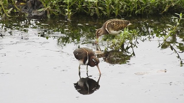 Greater Painted-Snipe - ML240755791