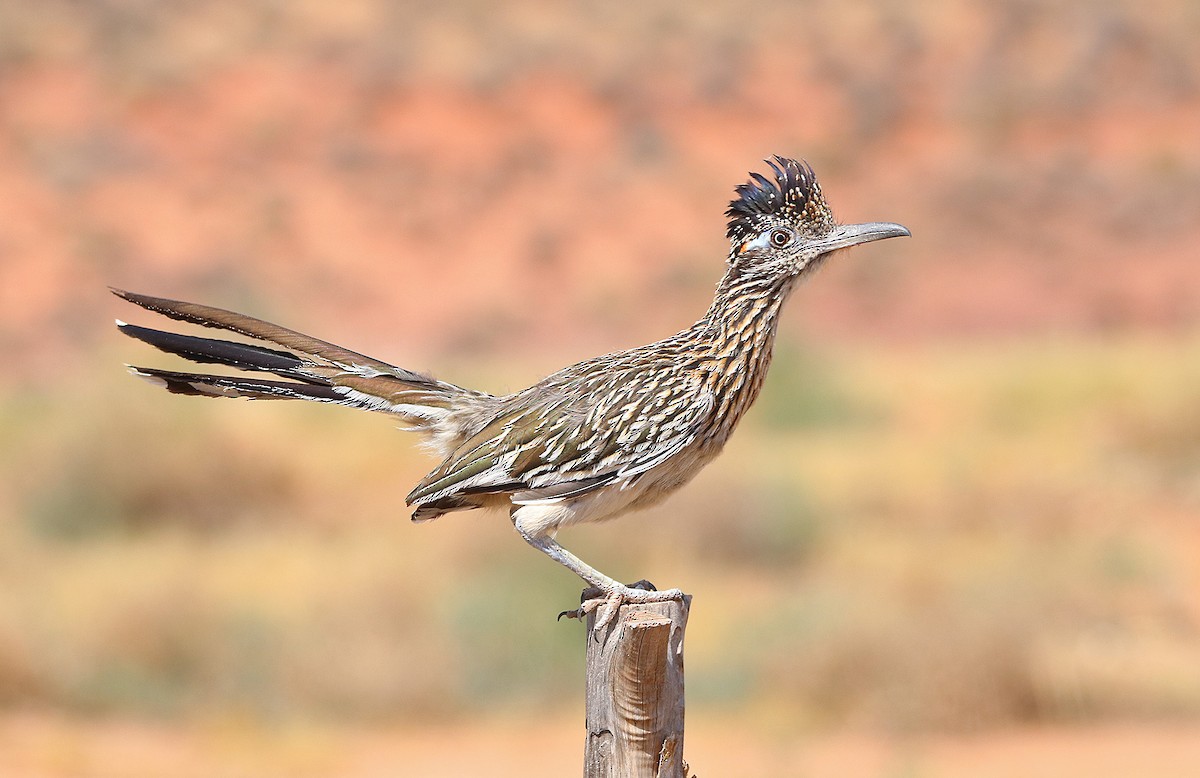 Greater Roadrunner - Tim Avery