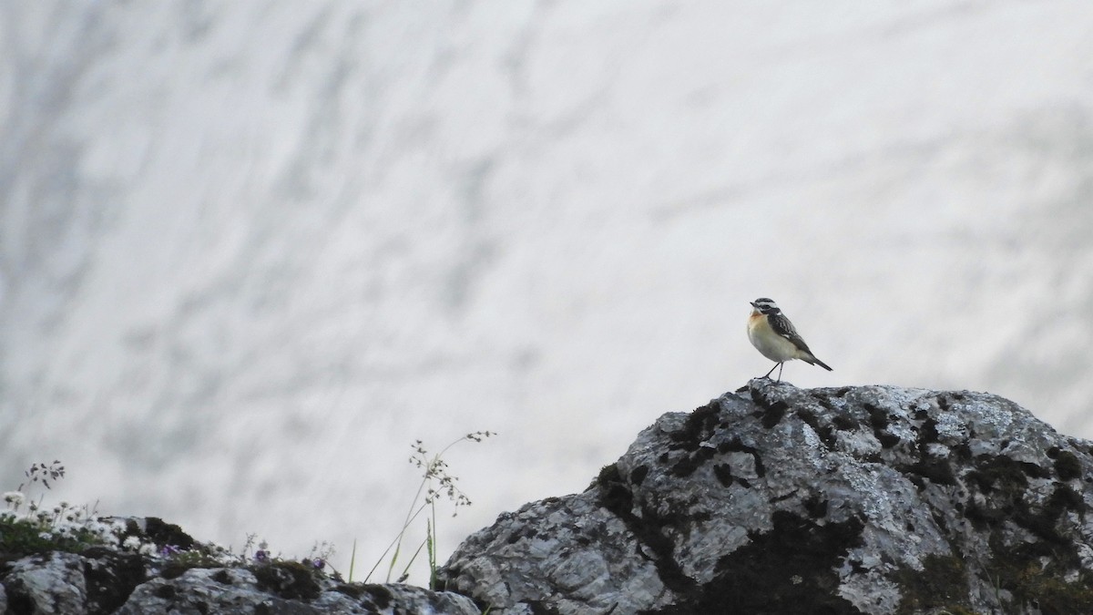 Whinchat - ML240758411