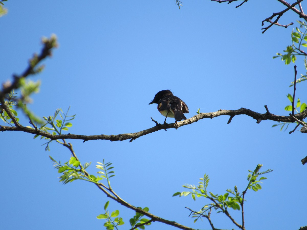 American Redstart - ML240758801