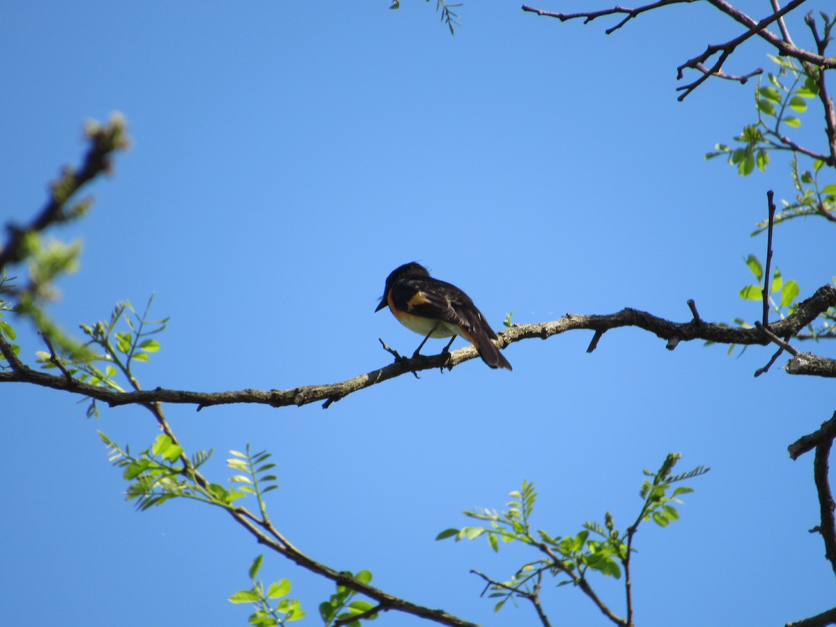 American Redstart - ML240758811