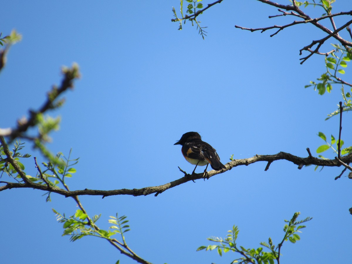 American Redstart - ML240758841