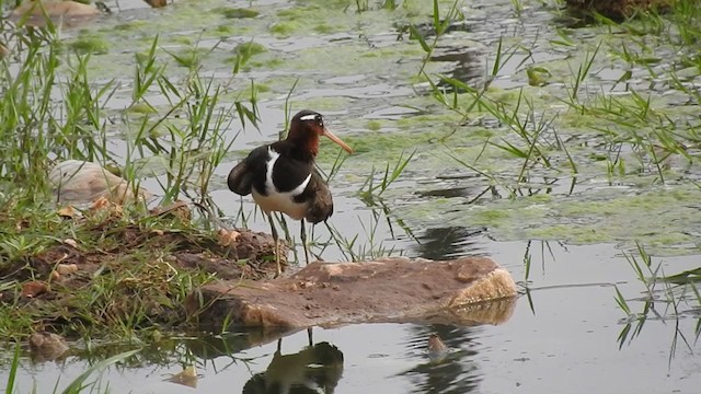 Greater Painted-Snipe - ML240759671