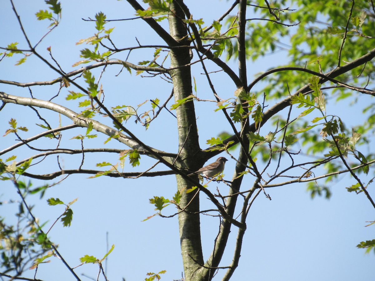 Chipping Sparrow - ML240759801