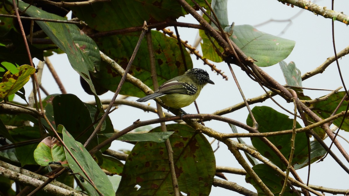 Yellow-breasted Antwren - Jorge Muñoz García   CAQUETA BIRDING