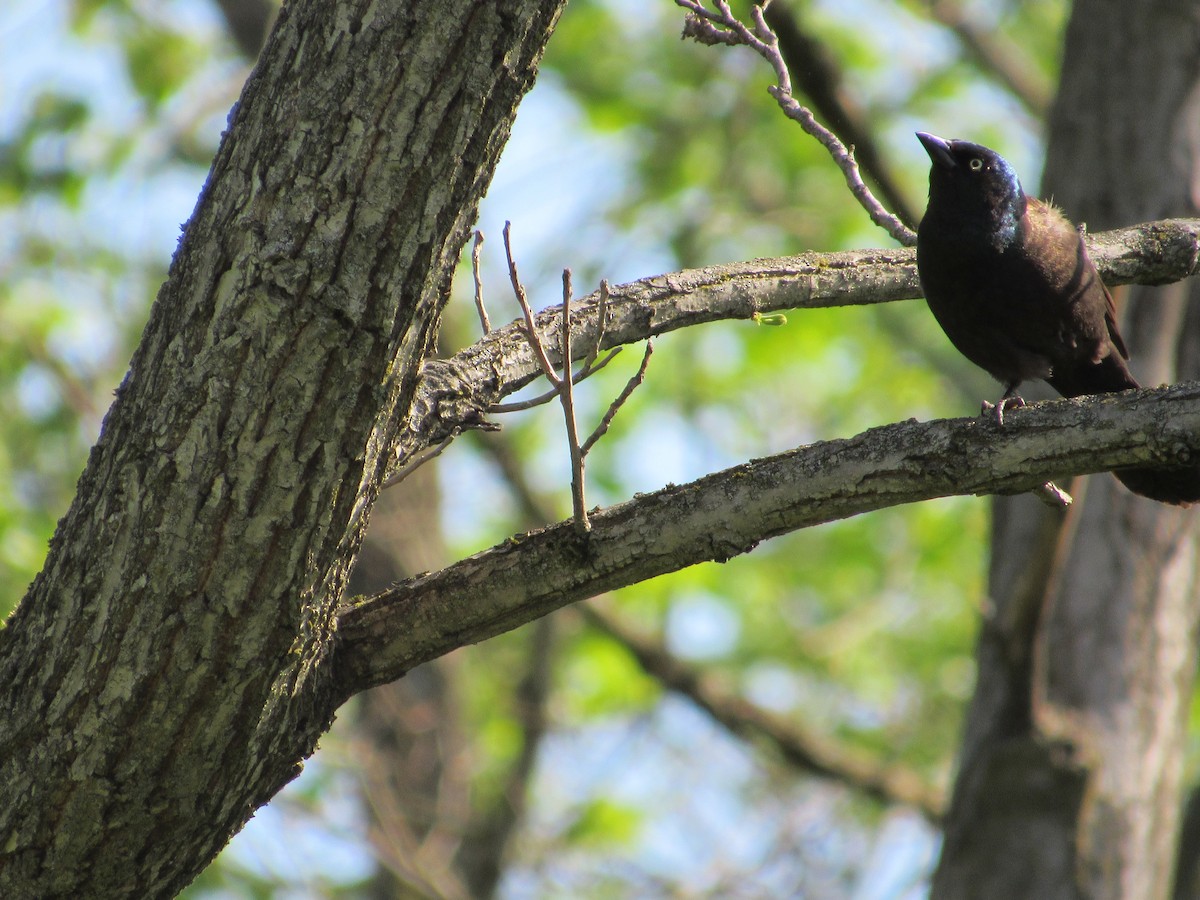 Common Grackle - ML240759911