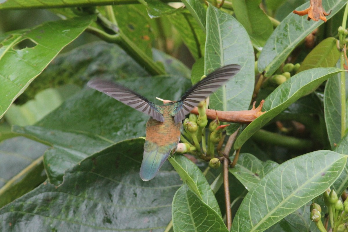 Geoffroy's Daggerbill - ML240760461