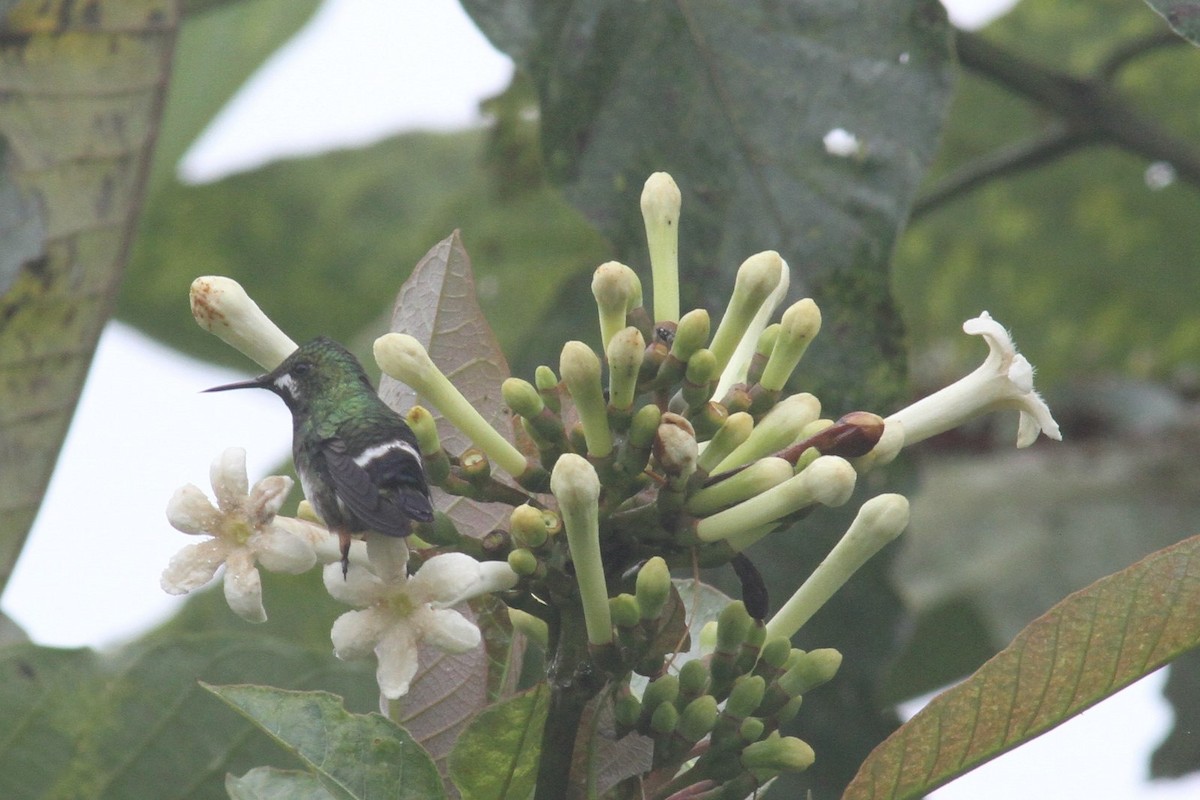 Wire-crested Thorntail - ML240760501