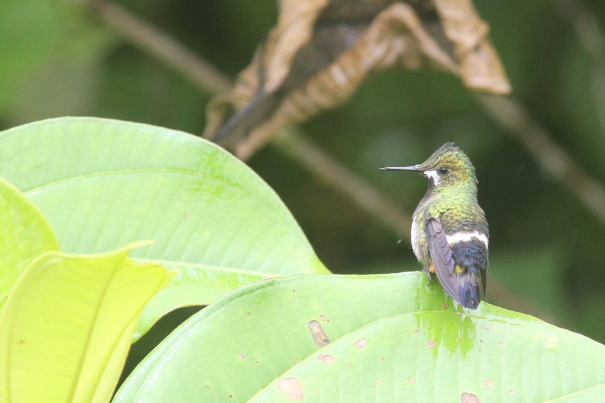 Wire-crested Thorntail - ML240760511